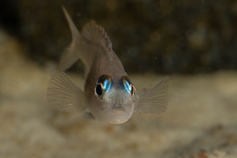 Lamprologus laparogramma 'Namansi'